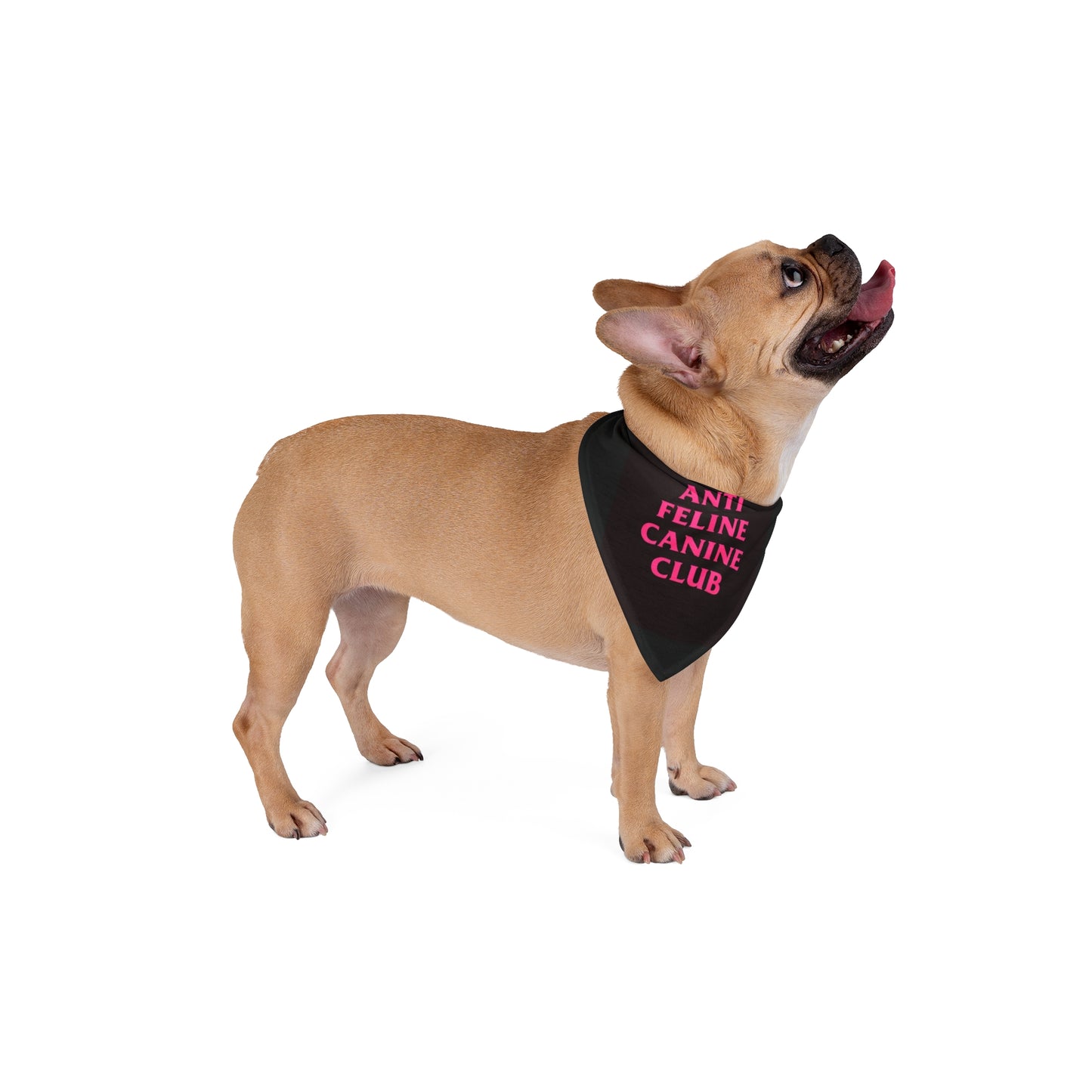 Anti Feline Canine Club Pet Bandana — Black with Pink Text